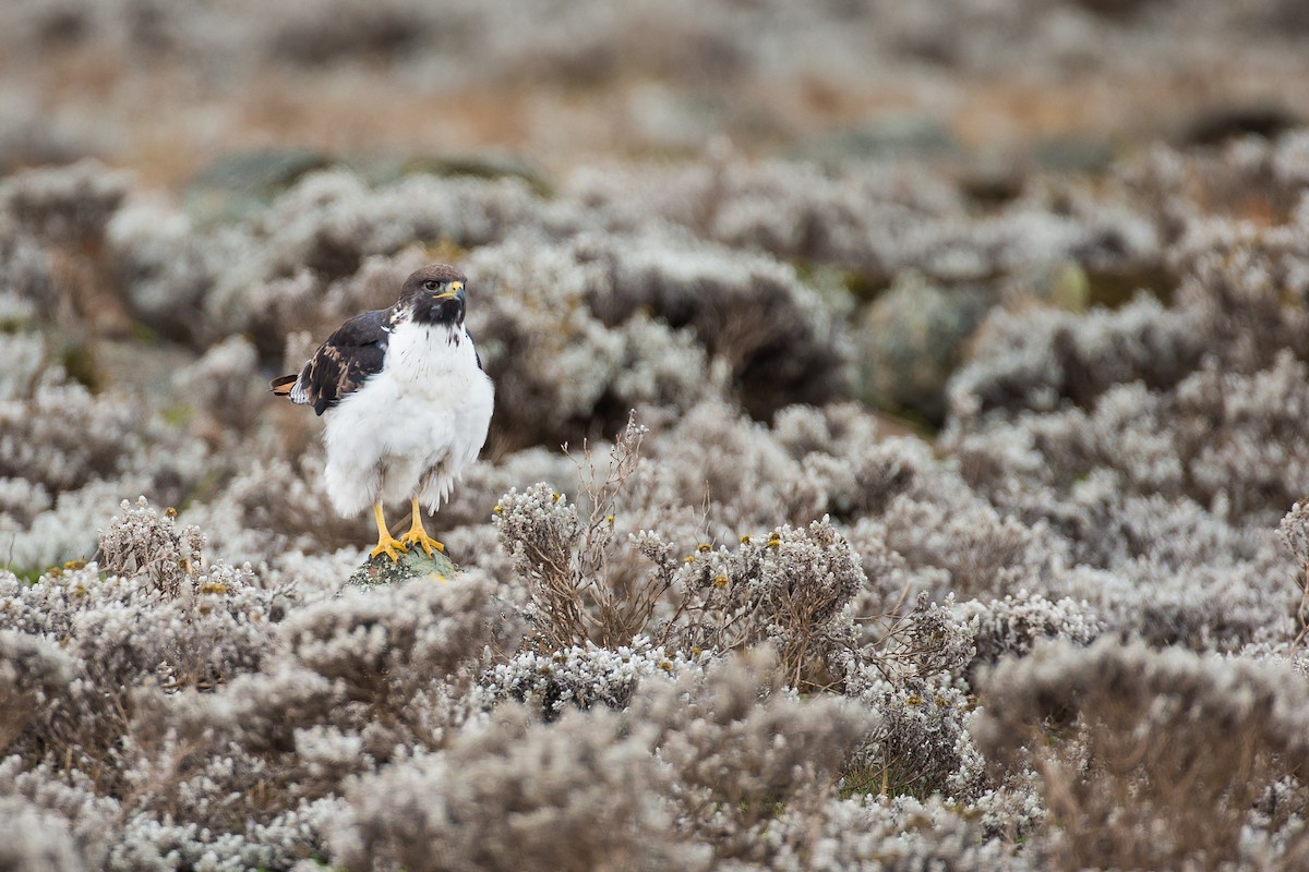 Augur Buzzard - ML615473658