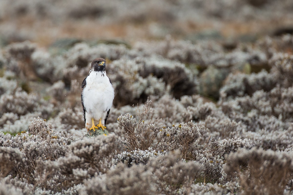 Augur Buzzard - ML615473659