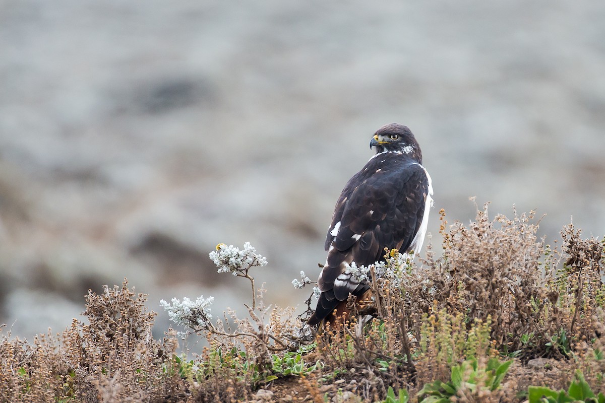 Augur Buzzard - ML615473670