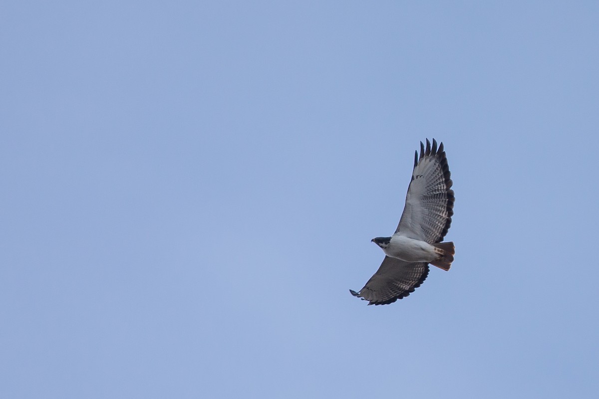 Augur Buzzard - ML615473679