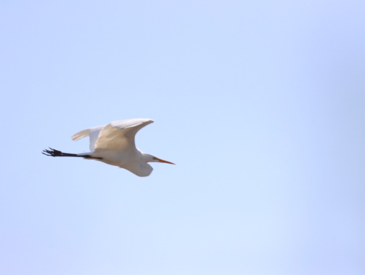 Great Egret - ML615473684