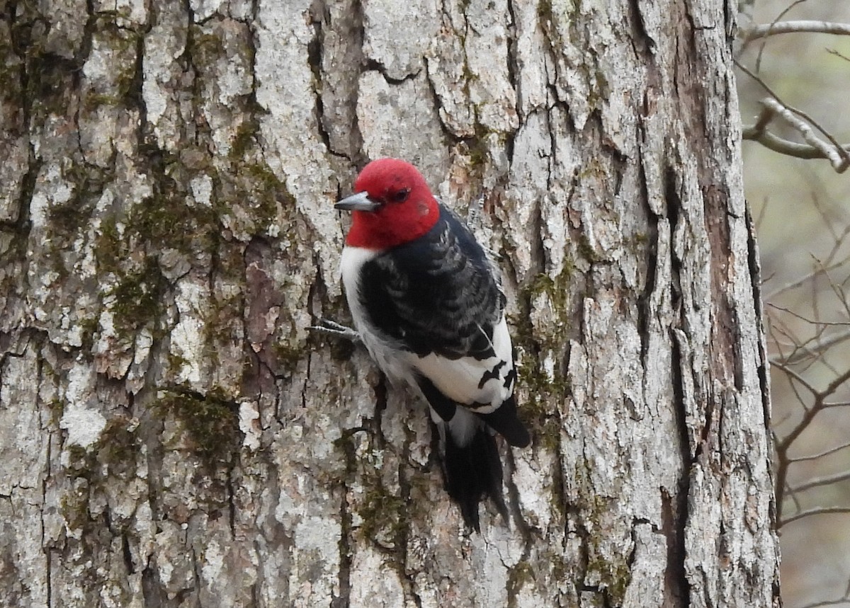 Red-headed Woodpecker - Bonnie Cockings