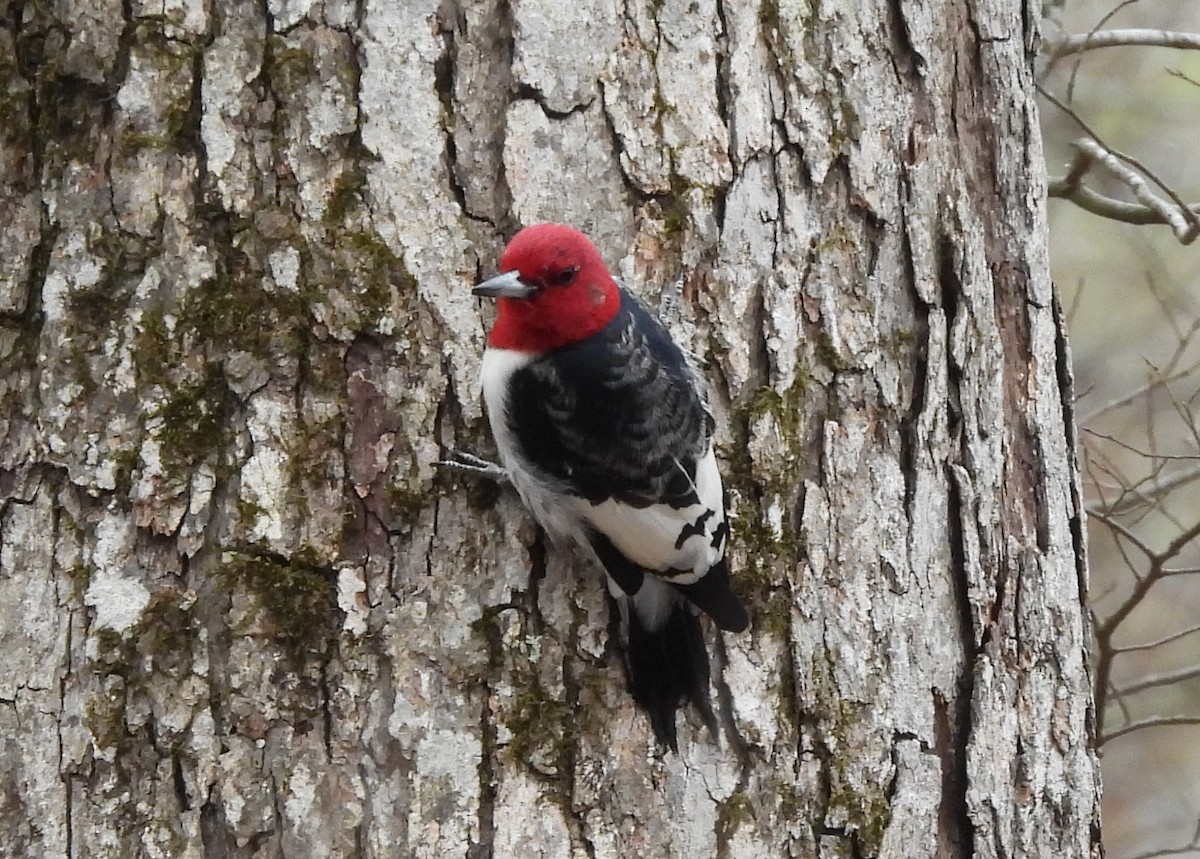 Red-headed Woodpecker - ML615473691