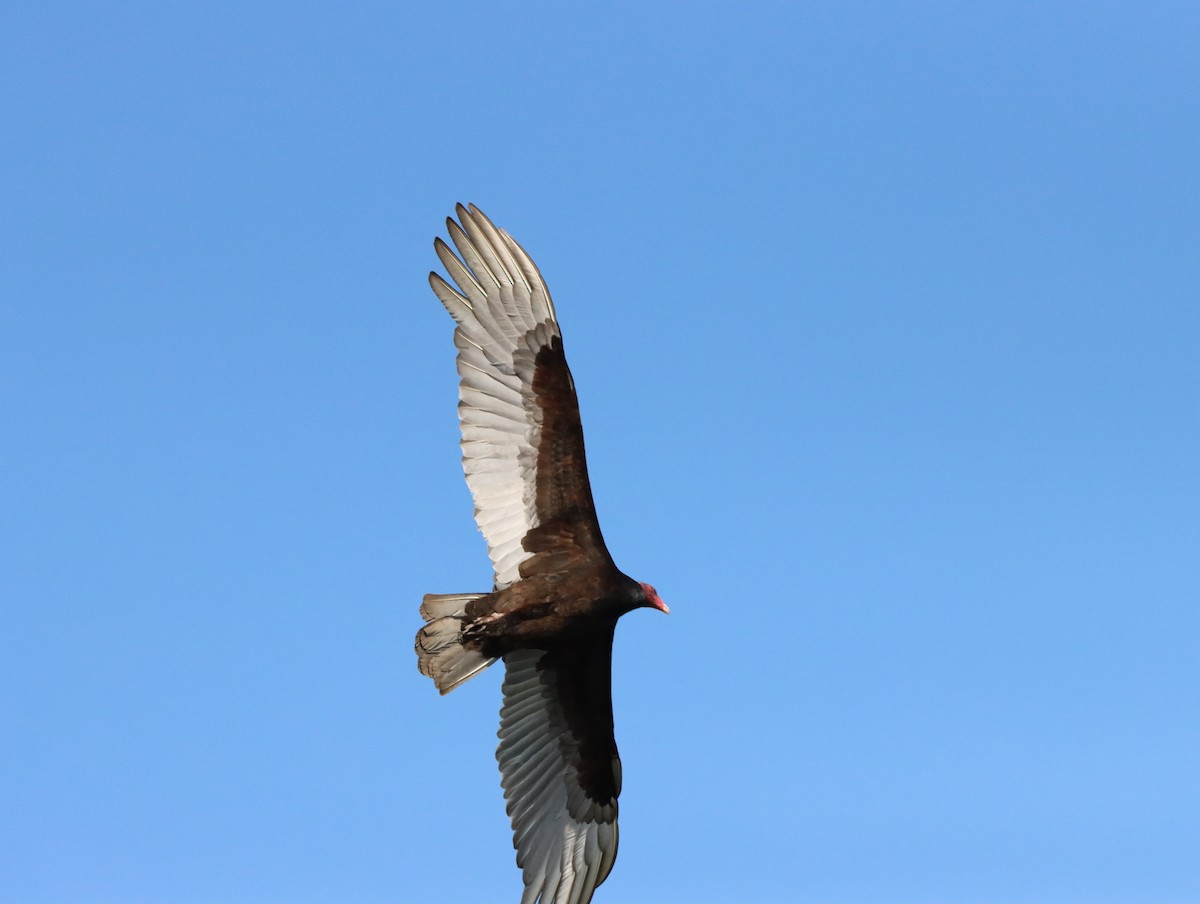 Turkey Vulture - ML615473701