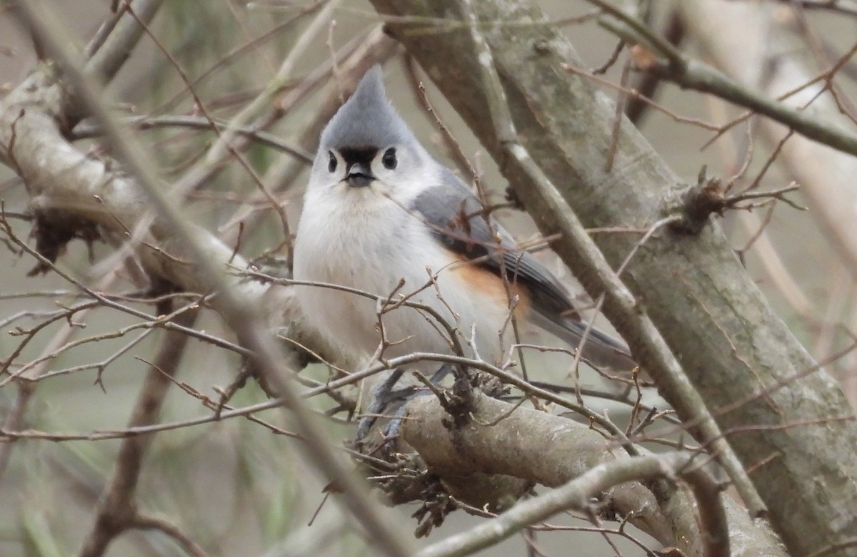 Tufted Titmouse - ML615473703