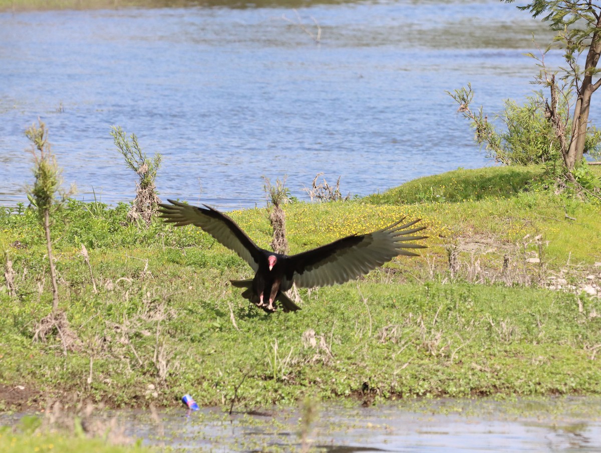 Turkey Vulture - ML615473704