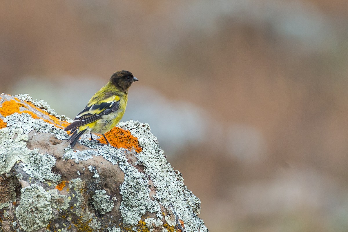 Serin à tête noire - ML615473710