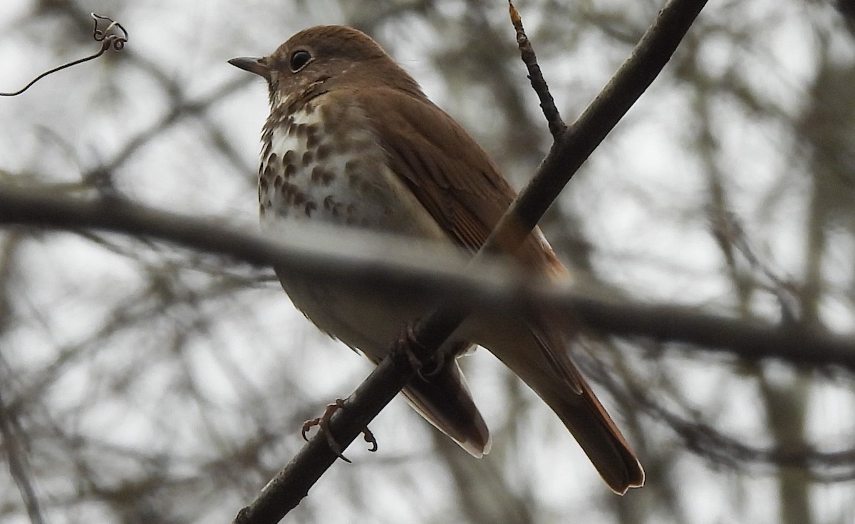 Hermit Thrush - ML615473713