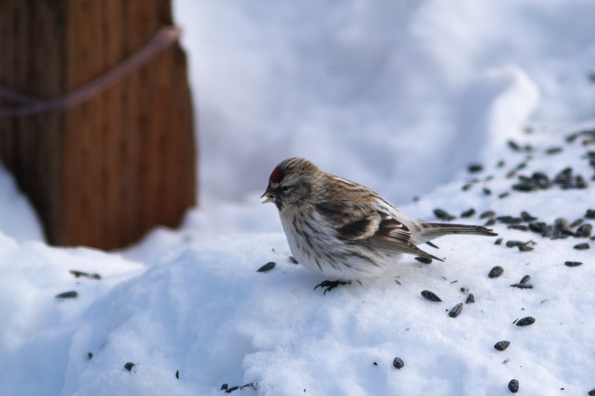 Common/Hoary Redpoll - Justin Saunders