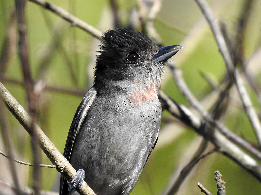 Rose-throated Becard - ML615473838