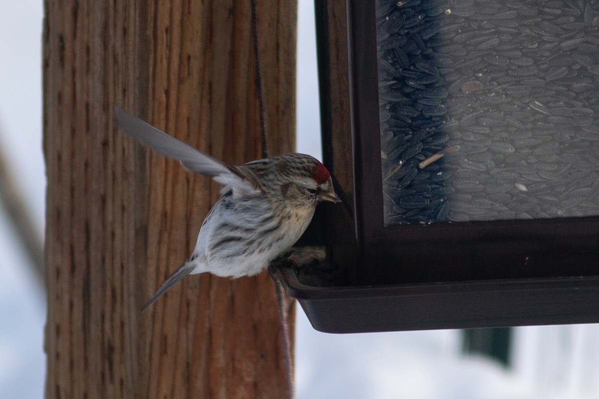 Common/Hoary Redpoll - ML615473839