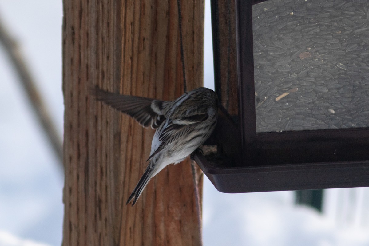 Common/Hoary Redpoll - Justin Saunders