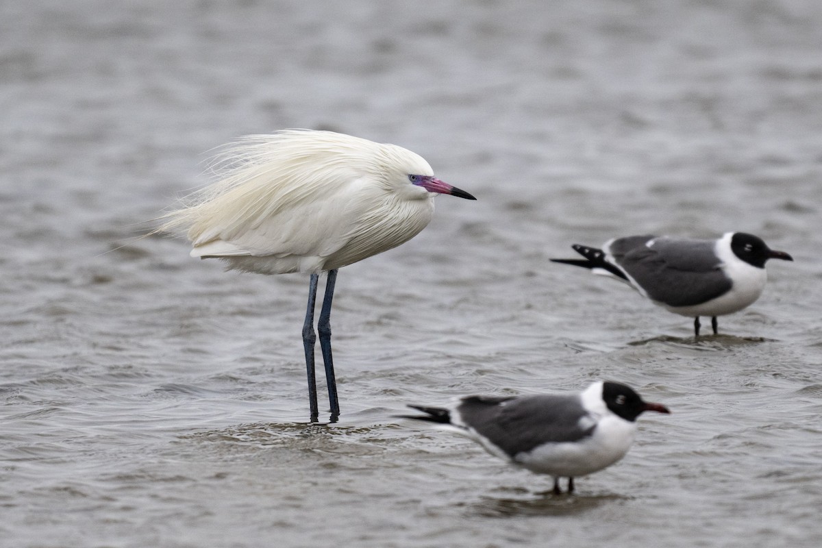 Reddish Egret - ML615473873