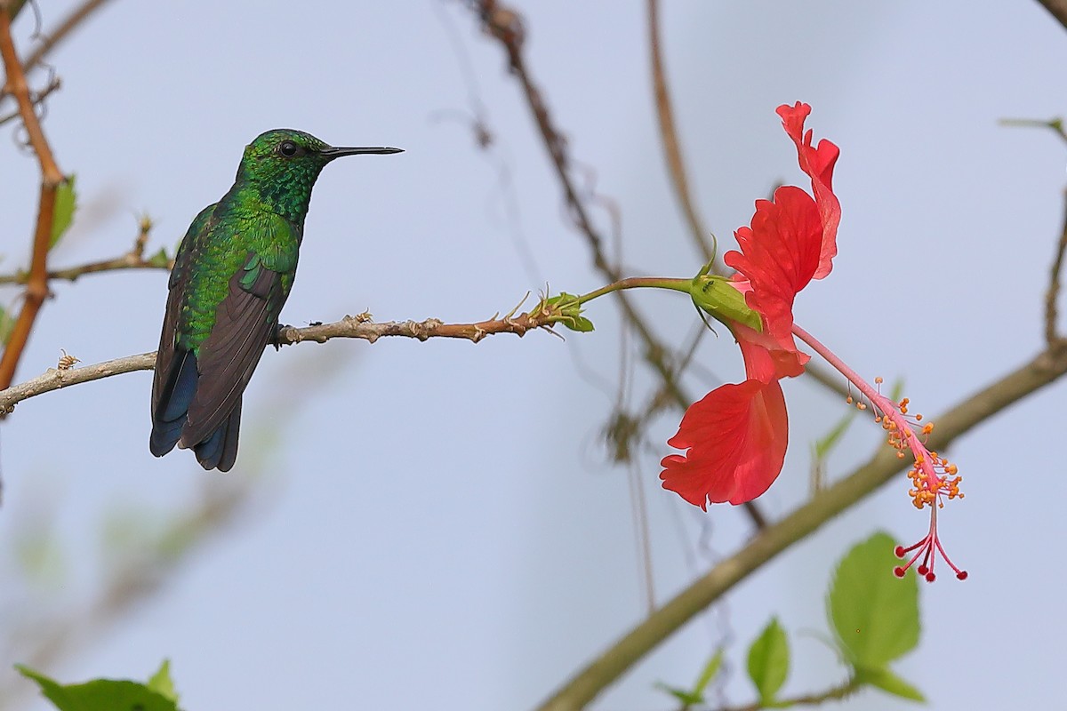 Garden Emerald - ML615473903