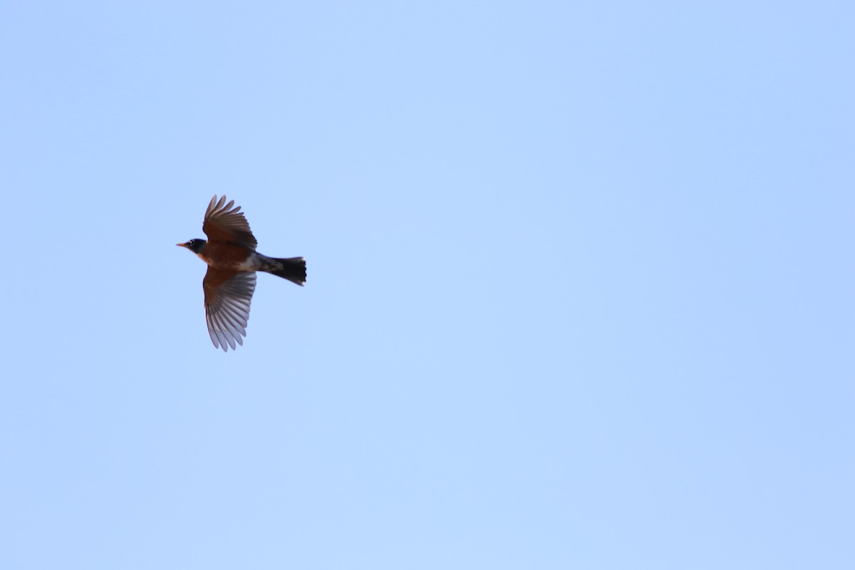 American Robin - ML615473904