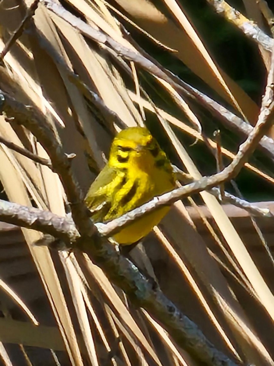 Prairie Warbler - Carol Moldovan