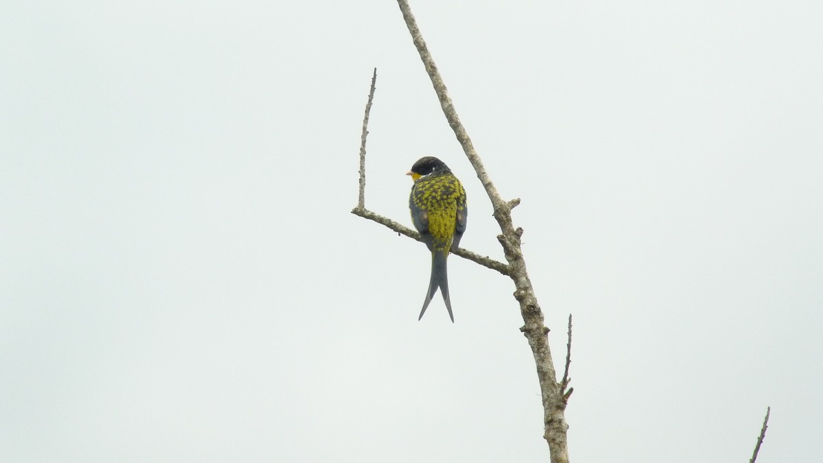 Swallow-tailed Cotinga - Brian Small