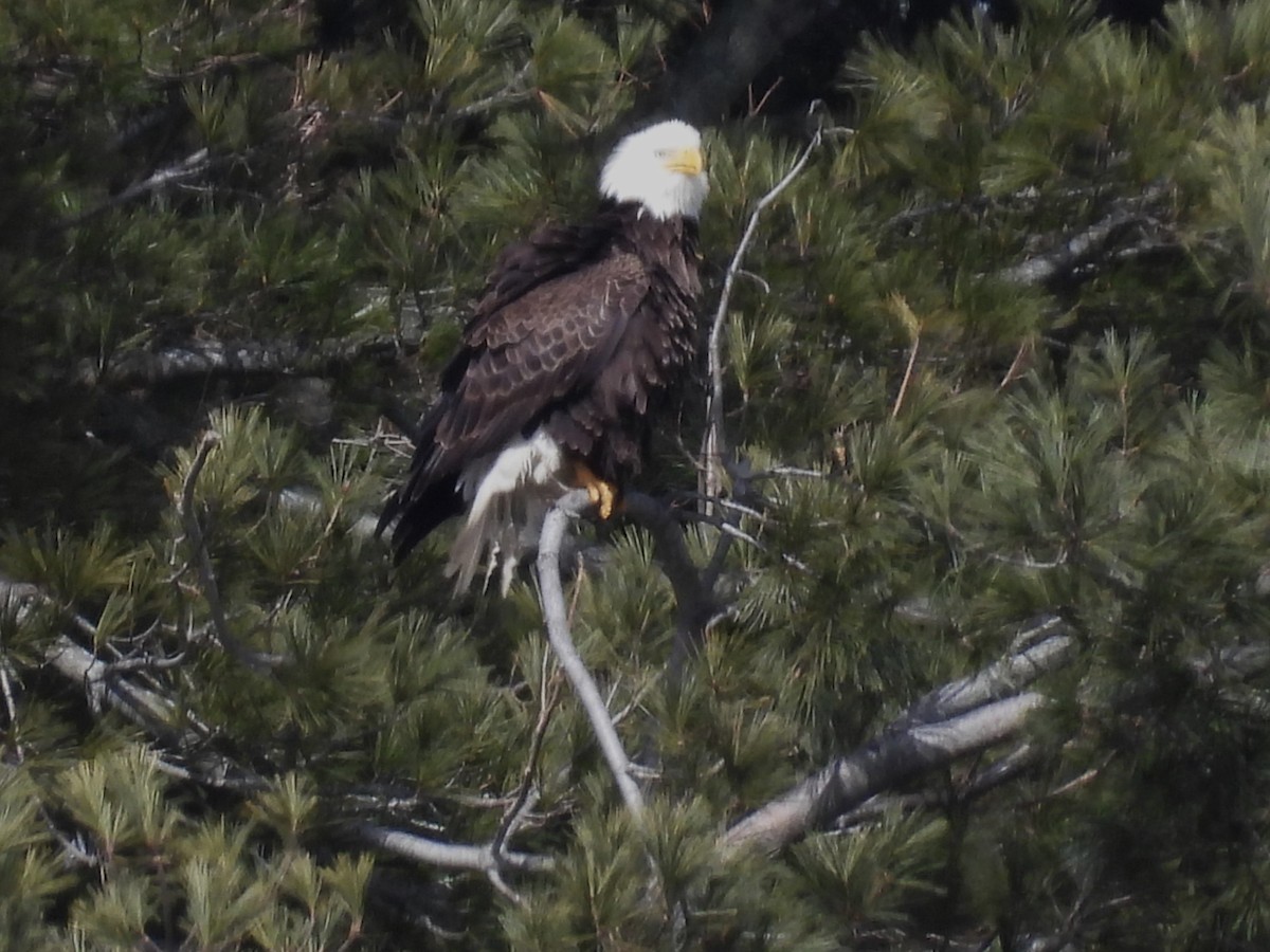 Bald Eagle - ML615474035