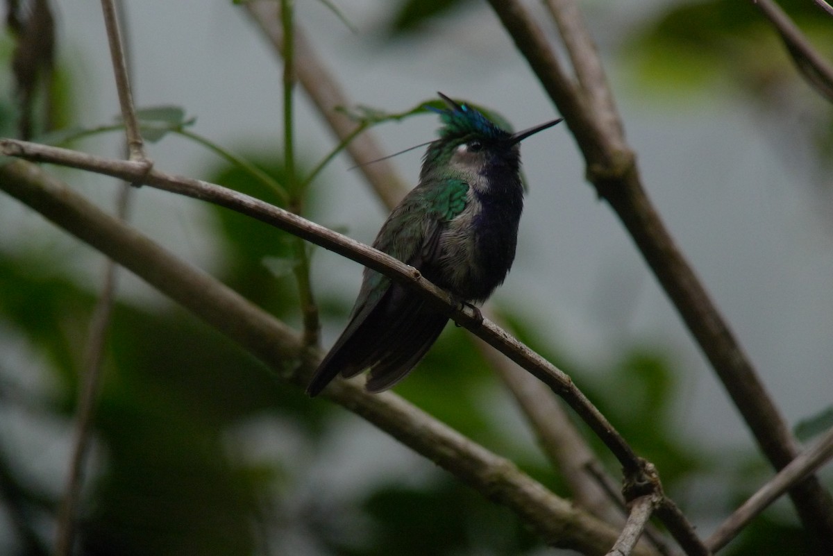 Colibrí Copetón Norteño - ML615474043