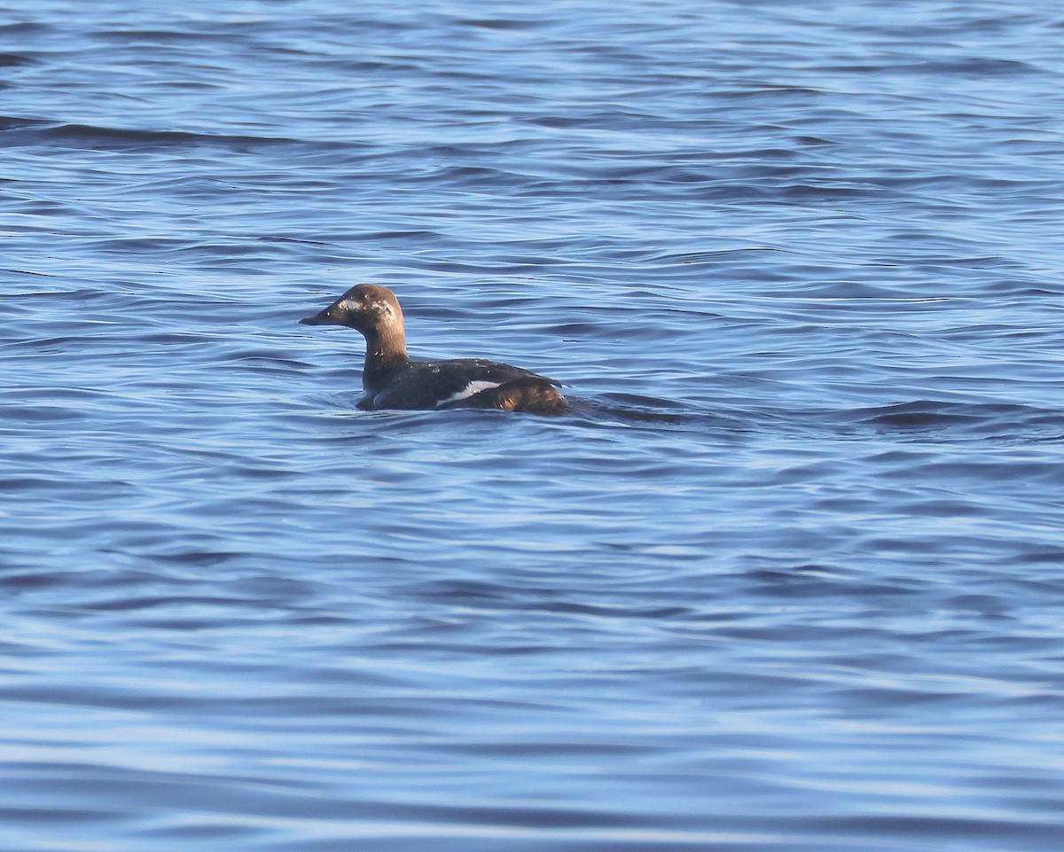 White-winged Scoter - ML615474096