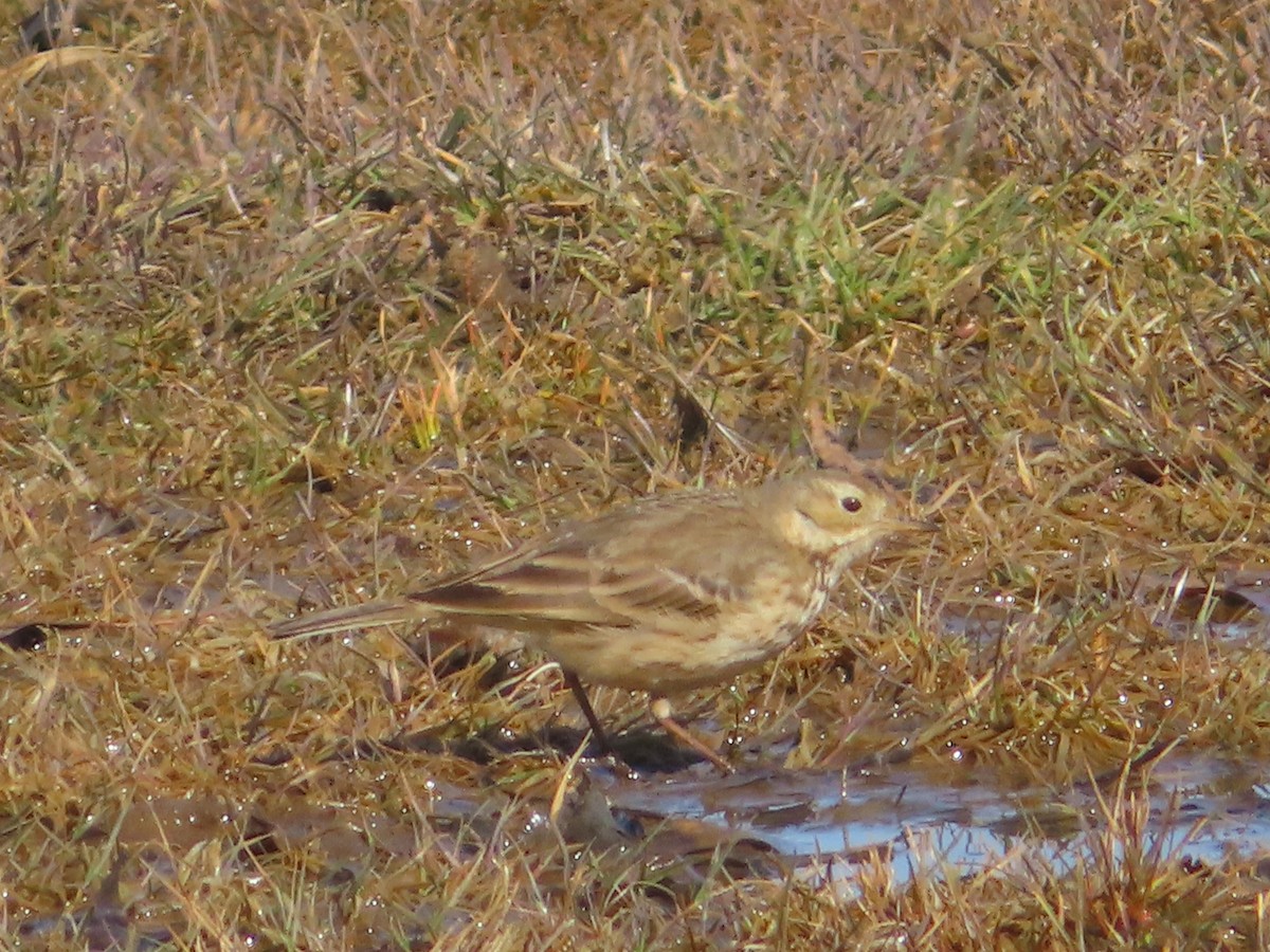 American Pipit - ML615474138