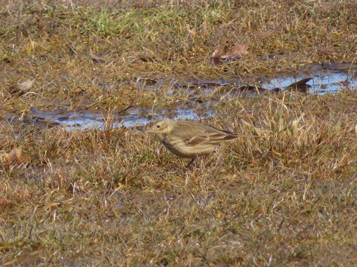 American Pipit - ML615474139