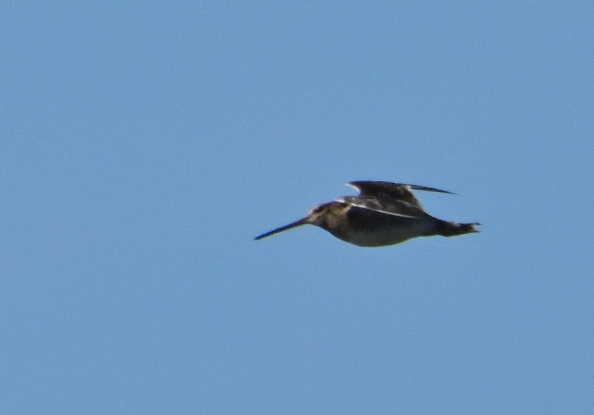 Common Snipe - ML615474140