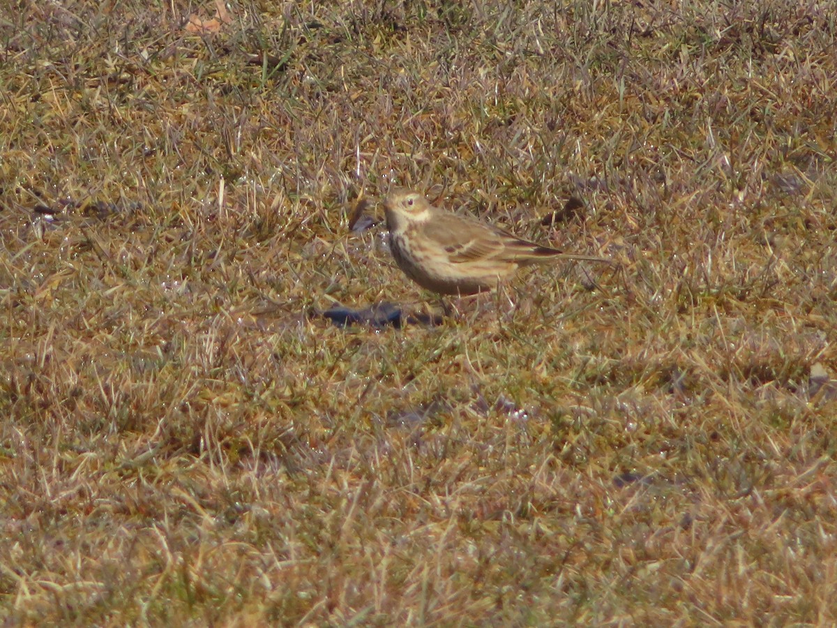American Pipit - ML615474141
