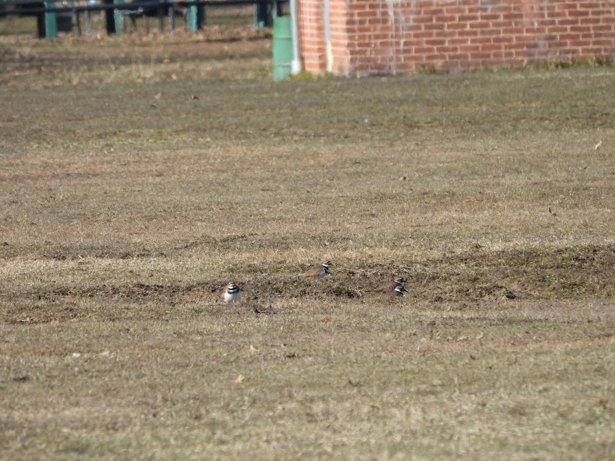 Killdeer - ML615474184