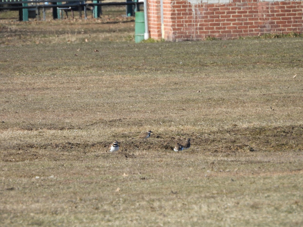 Killdeer - ML615474185