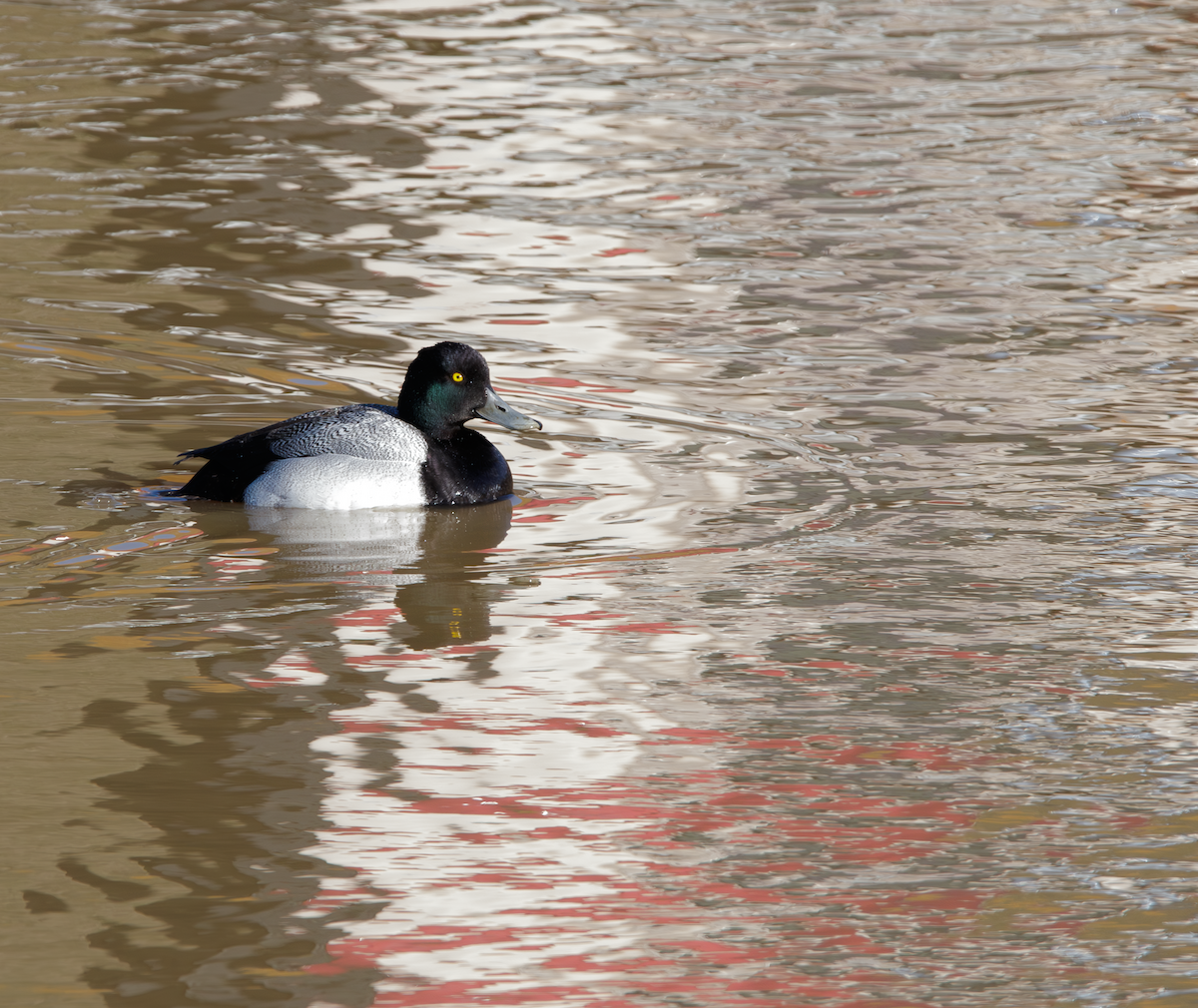 Lesser Scaup - Jessica Ferguson