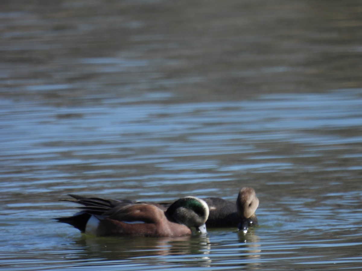 American Wigeon - ML615474208