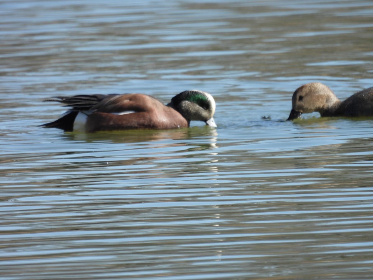 American Wigeon - ML615474209