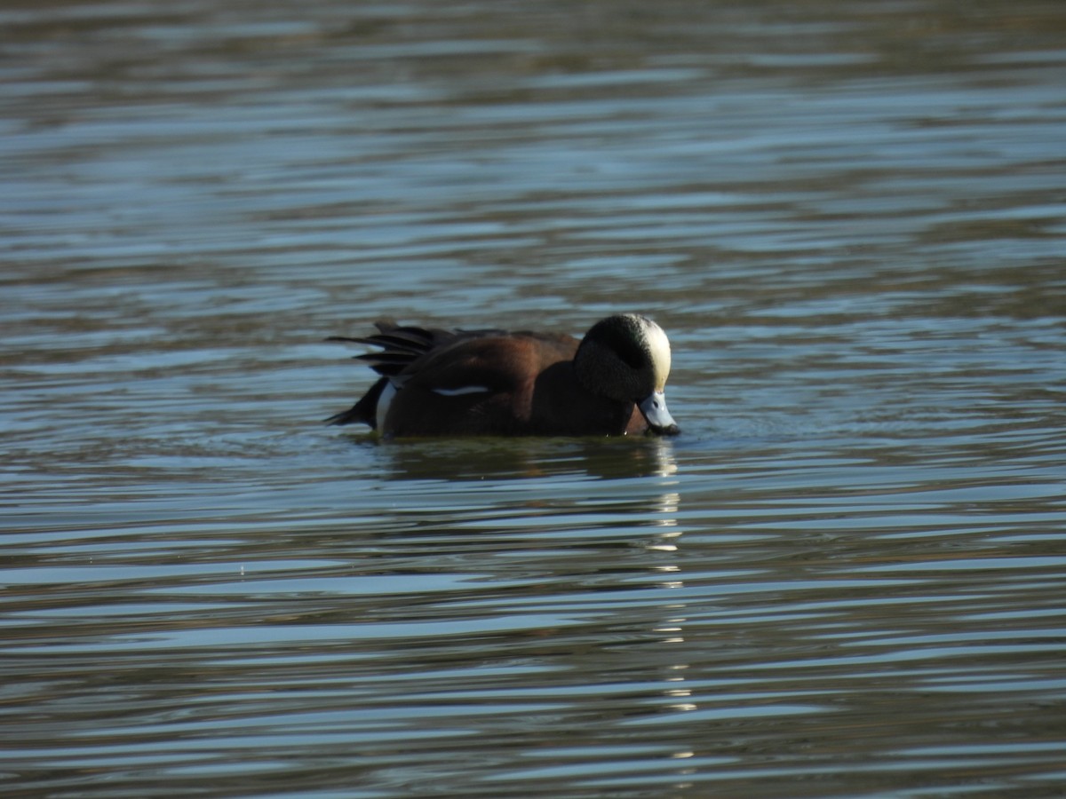 American Wigeon - ML615474210