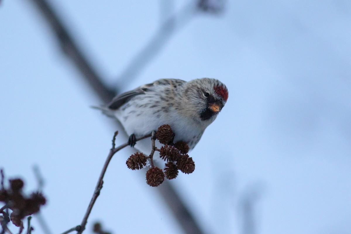 Common/Hoary Redpoll - Justin Saunders