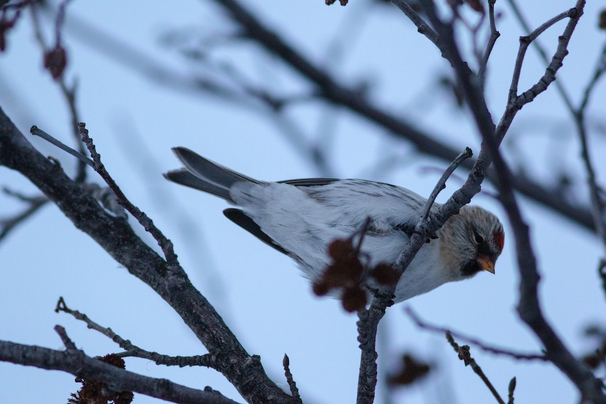 Common/Hoary Redpoll - ML615474252