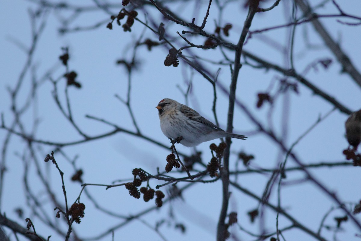 Common/Hoary Redpoll - ML615474255