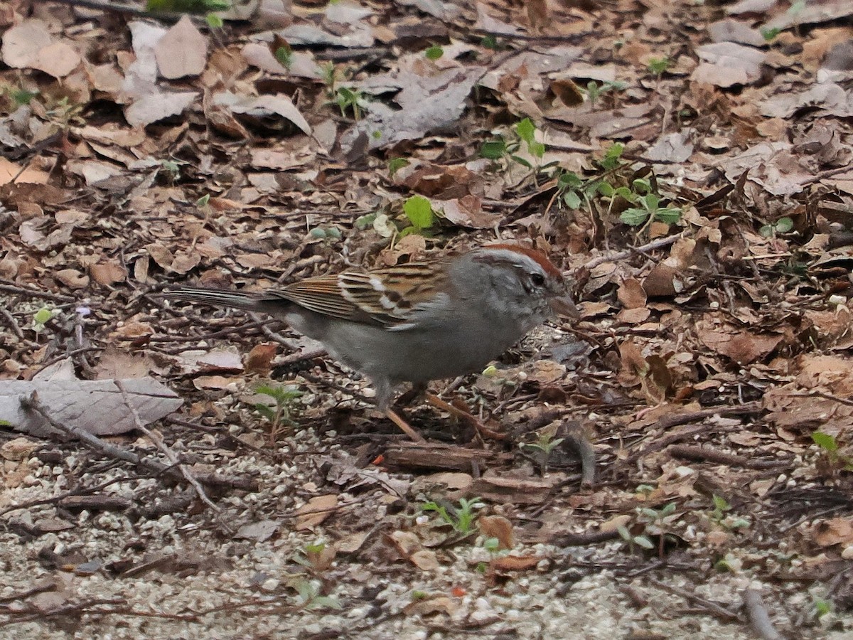 Chipping Sparrow - ML615474264