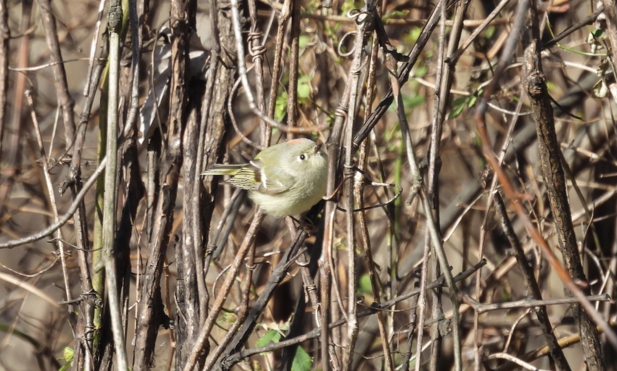 Ruby-crowned Kinglet - ML615474265