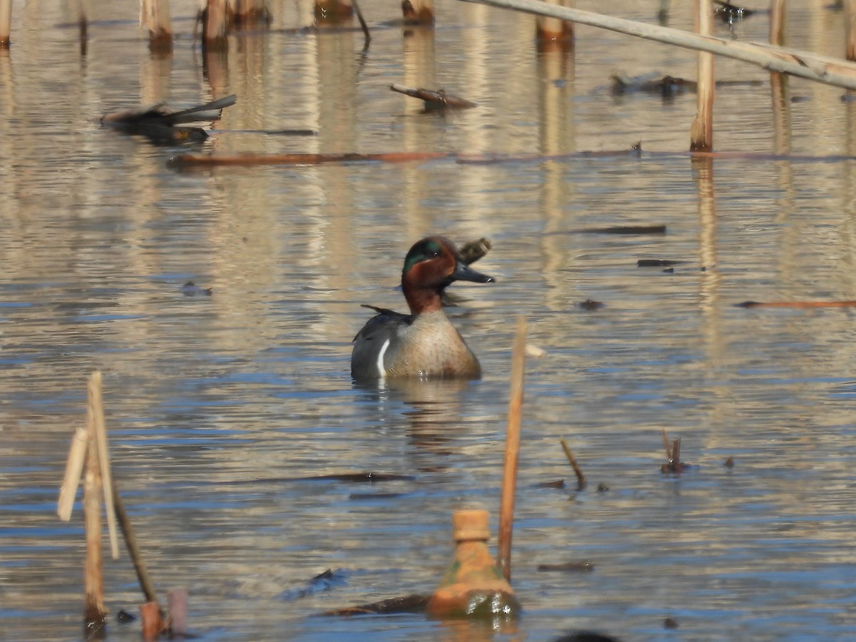 Green-winged Teal - ML615474327