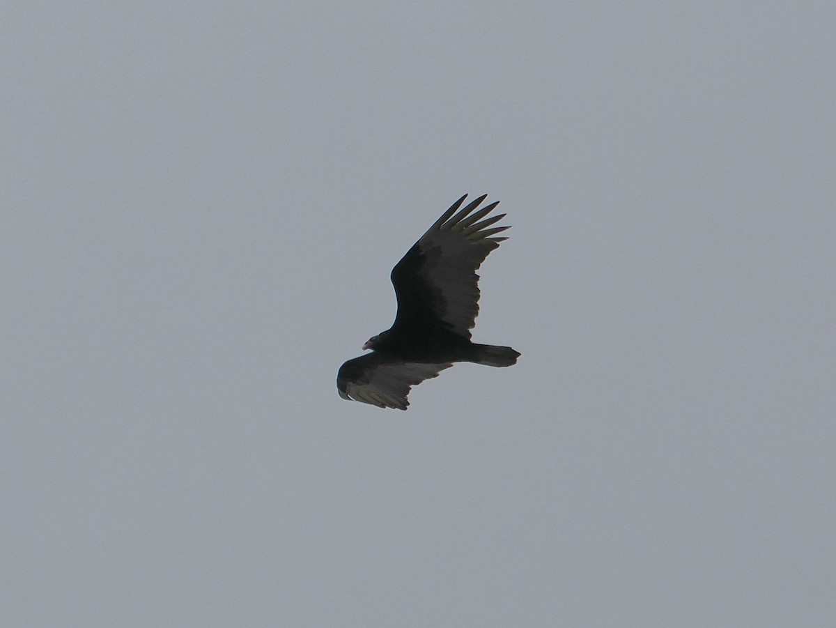 Turkey Vulture - ML615474333