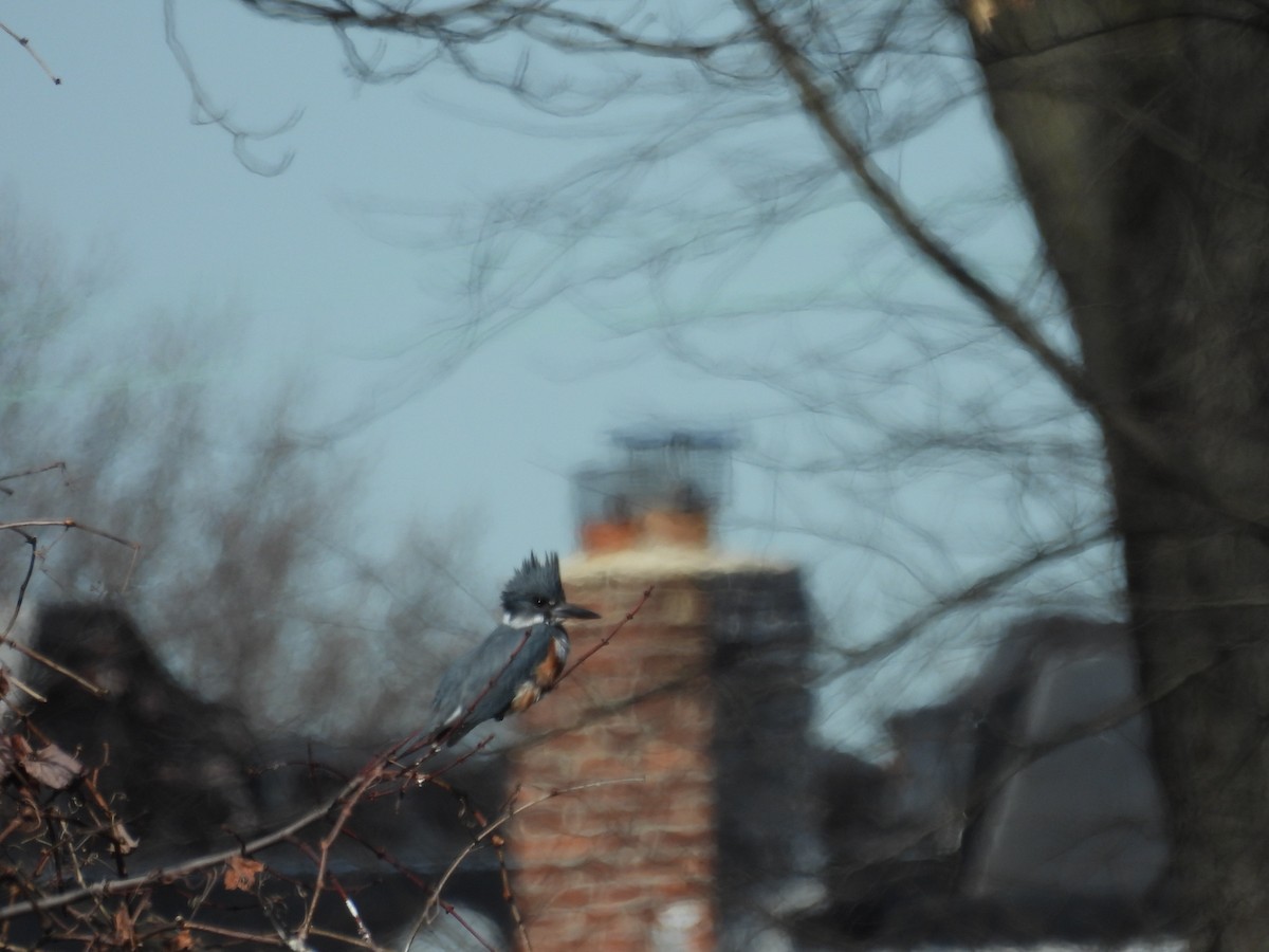 Belted Kingfisher - ML615474335