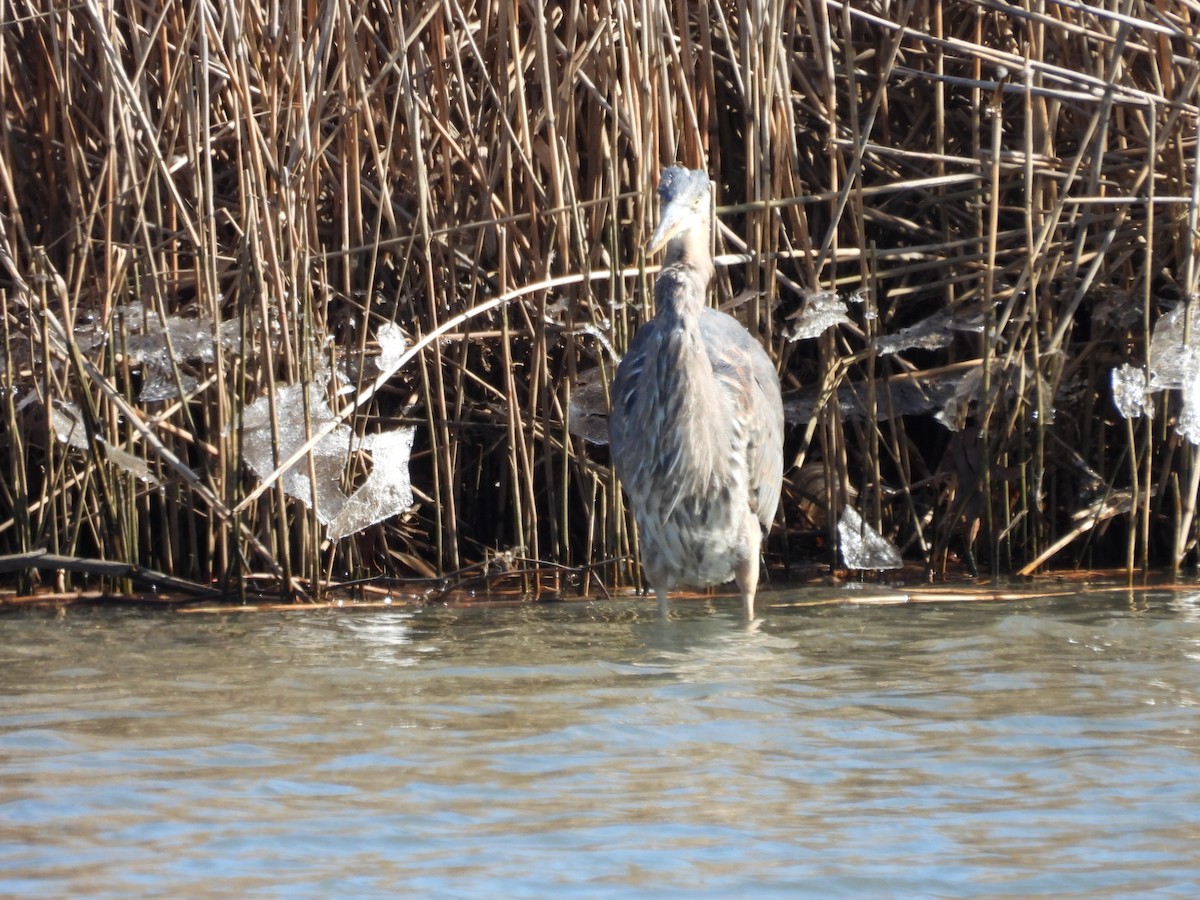 Great Blue Heron - ML615474337