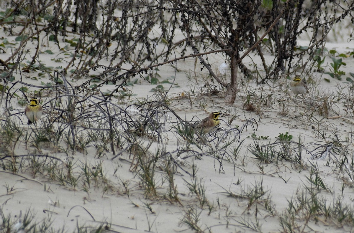 Horned Lark - Dale Wolck