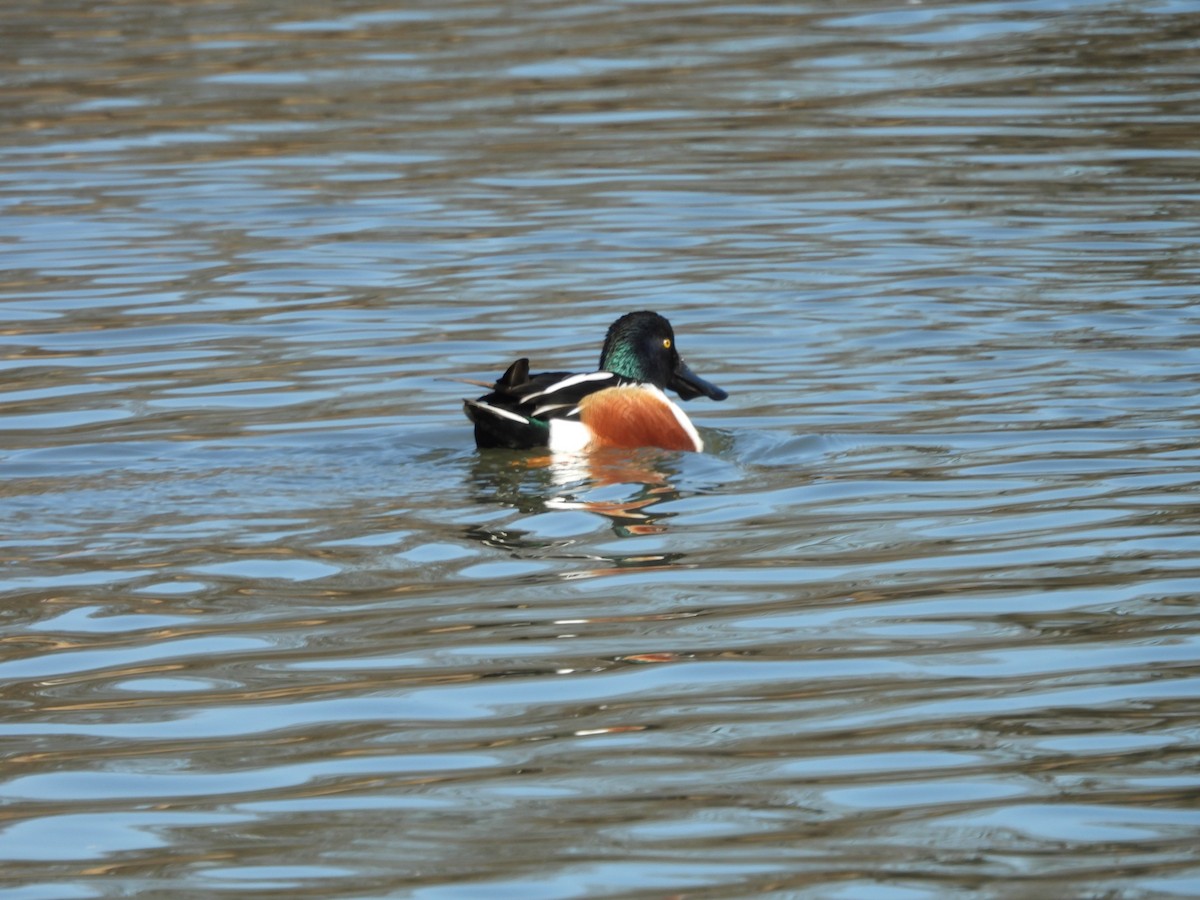 Northern Shoveler - ML615474339