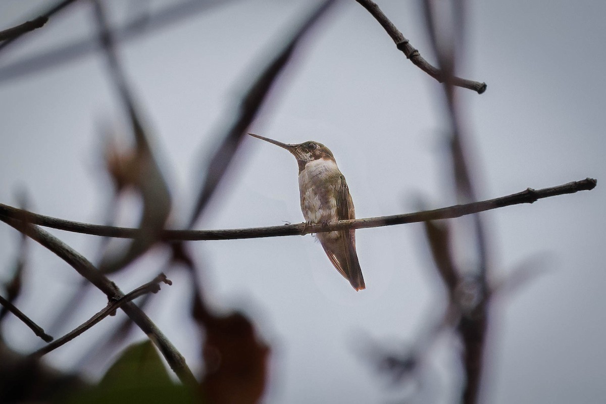 Ruby-throated Hummingbird - ML615474344