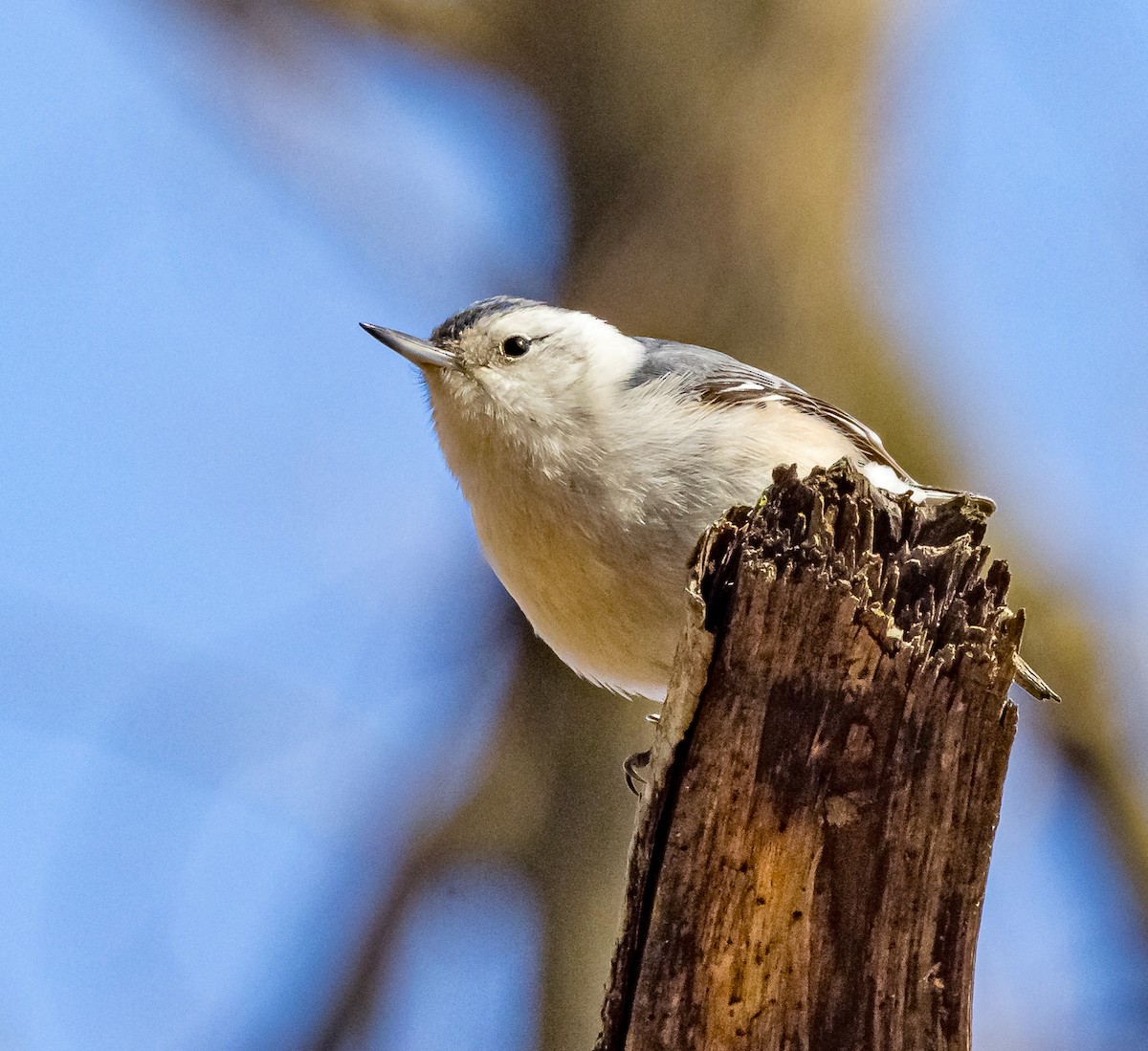 Sittelle à poitrine blanche - ML615474351