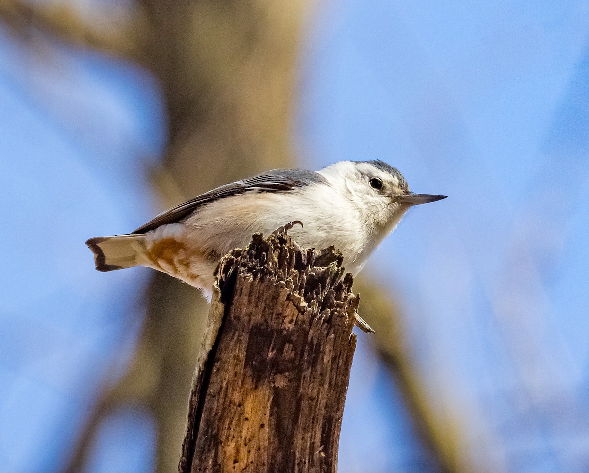 Sittelle à poitrine blanche - ML615474352