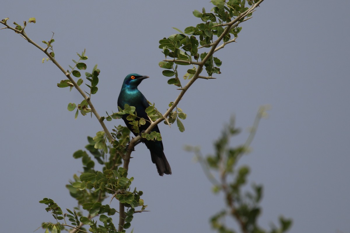 Lesser Blue-eared Starling - Fikret Ataşalan