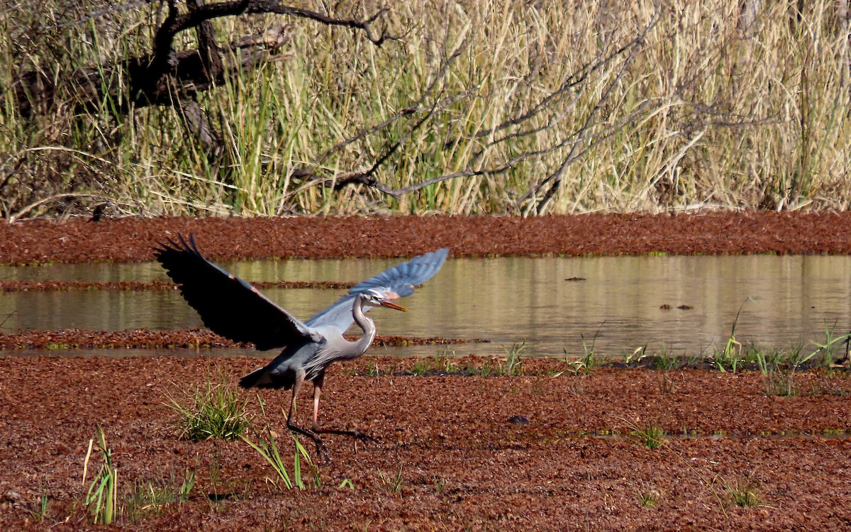 Great Blue Heron - Jim O'Neill